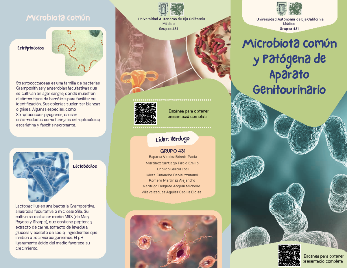 431 - Tríptico - Microbiota común y Patógena de Aparato Genitourinario ...