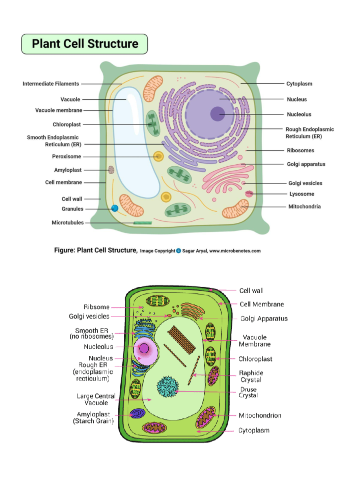 Parts Of Microscope And Plantcell - Cell Wall It Is A Rigid Layer Which 