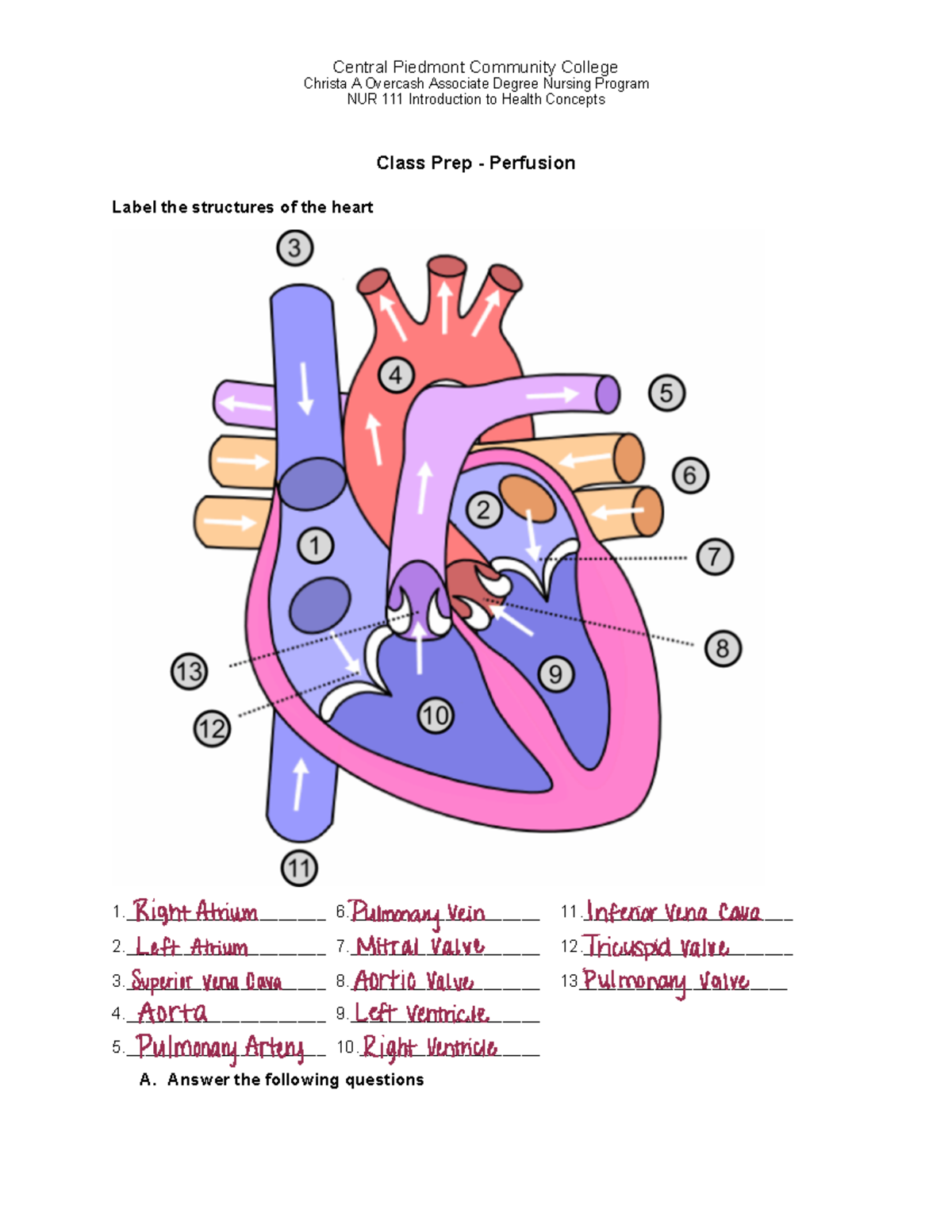 Perfusion Prep Work - Class prep work - Central Piedmont Community ...