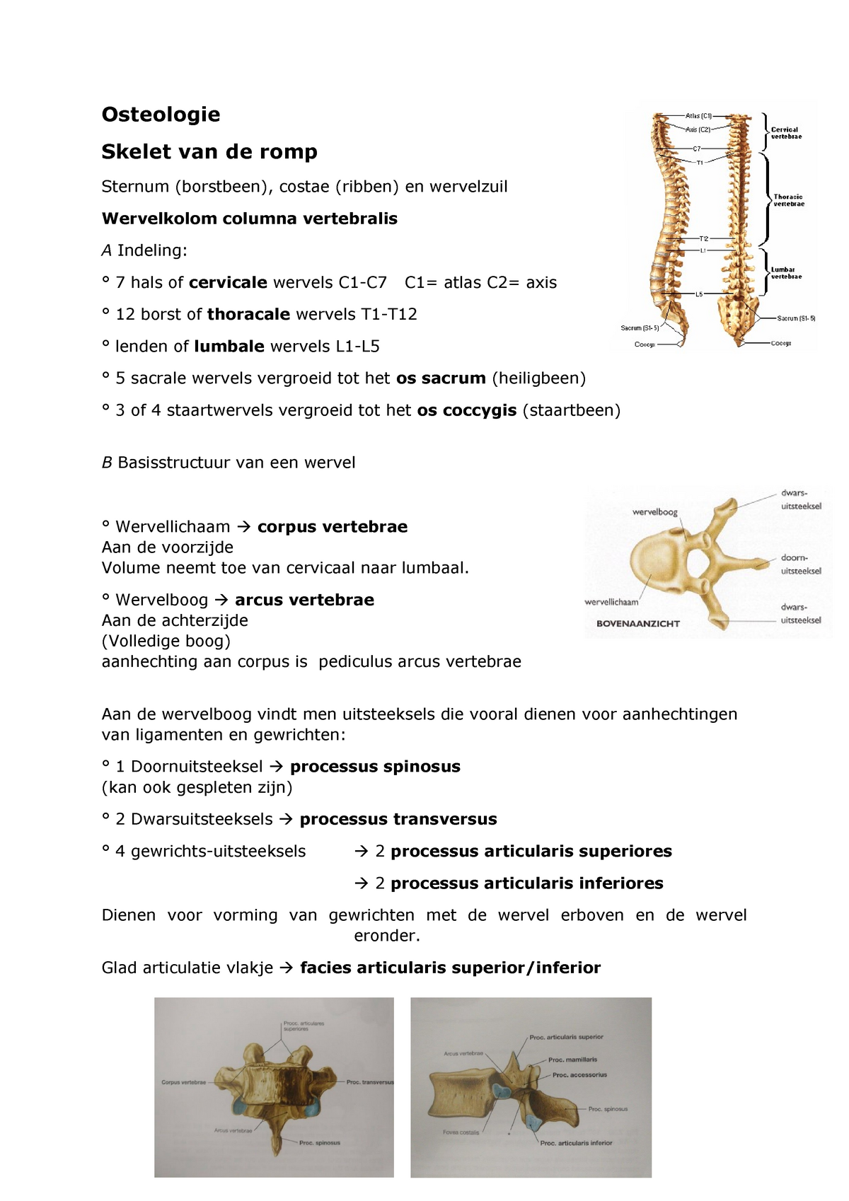Osteologie wervels - Functionele Anatomie: Extremiteiten en romp - StuDocu
