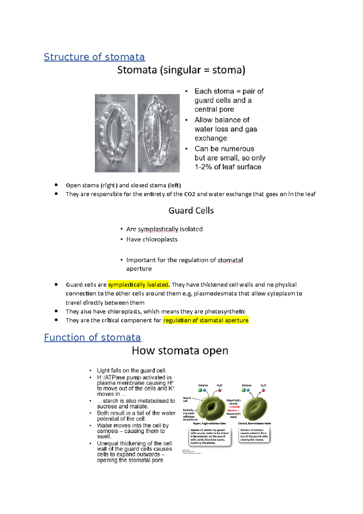 Stomata Lecture notes 2 Structure of stomata Open stoma (right) and