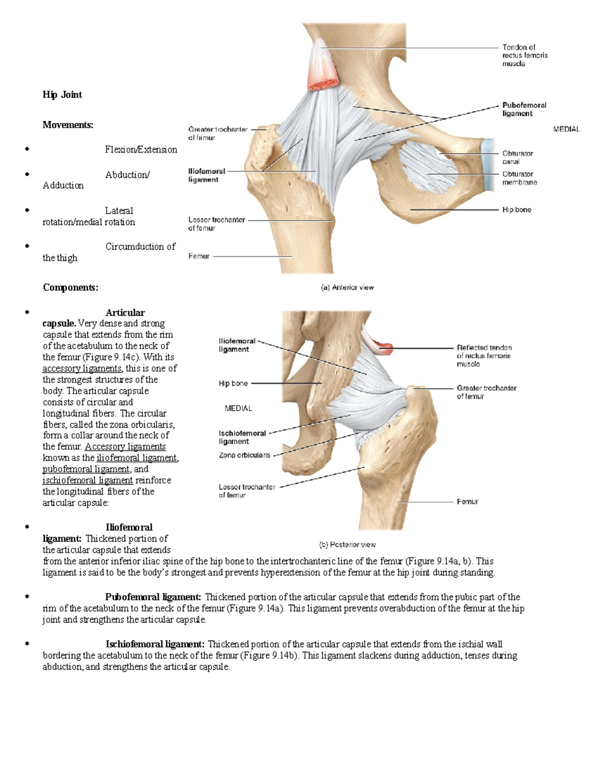 Hip Joint notes Ch.9 Hip Joint Movements Flexion/Extension Abduction