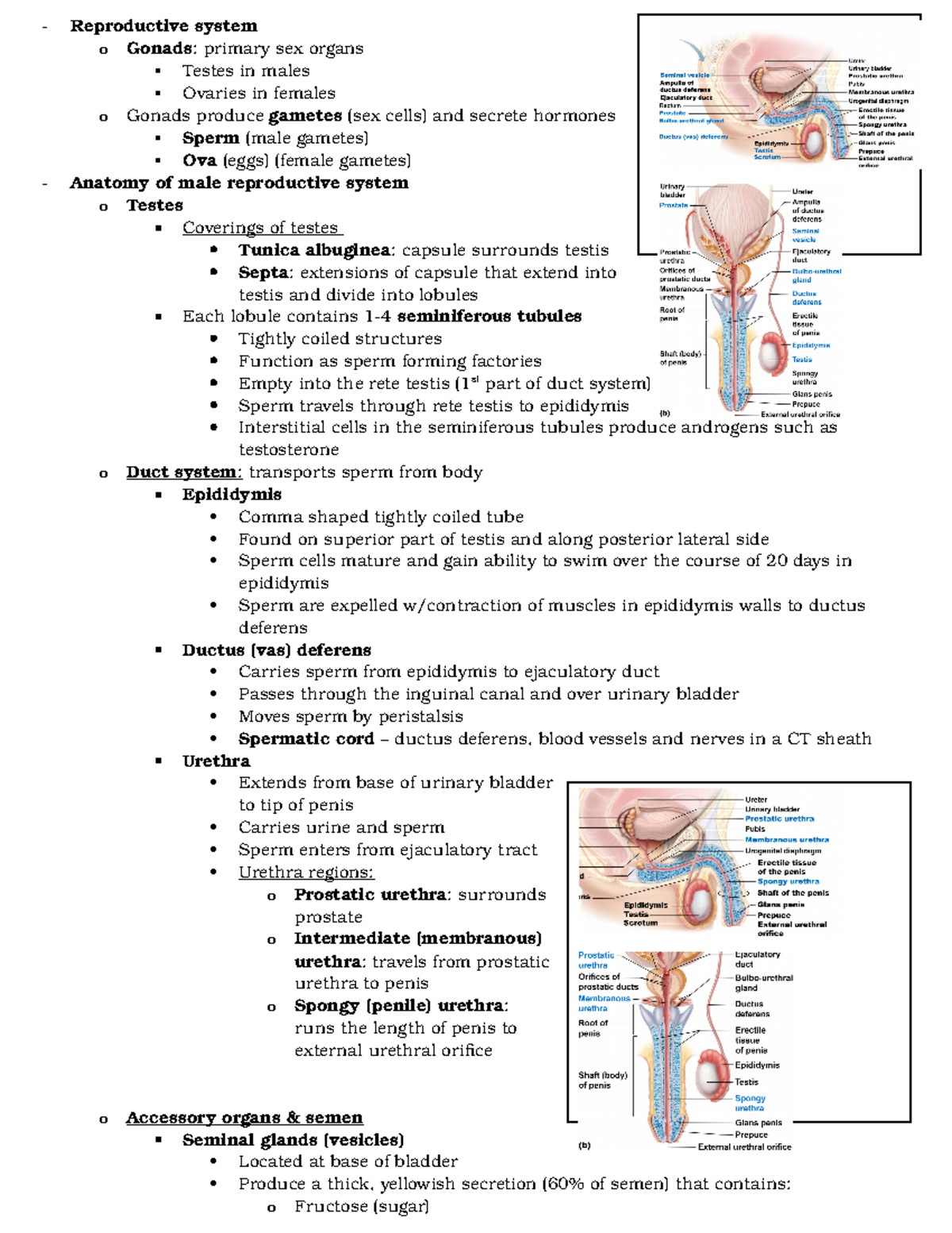 39. Chapter 27 - Reproductive System - Reproductive system o Gonads ...