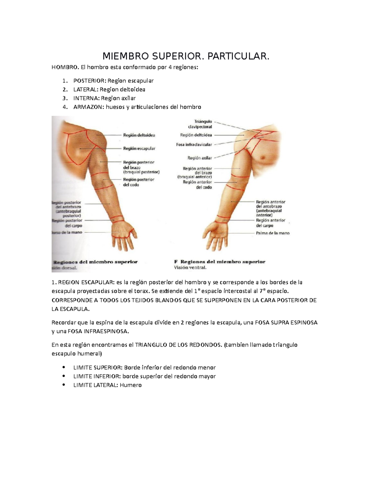 Miembro Superior - MMSS - MIEMBRO SUPERIOR. PARTICULAR. HOMBRO. El ...