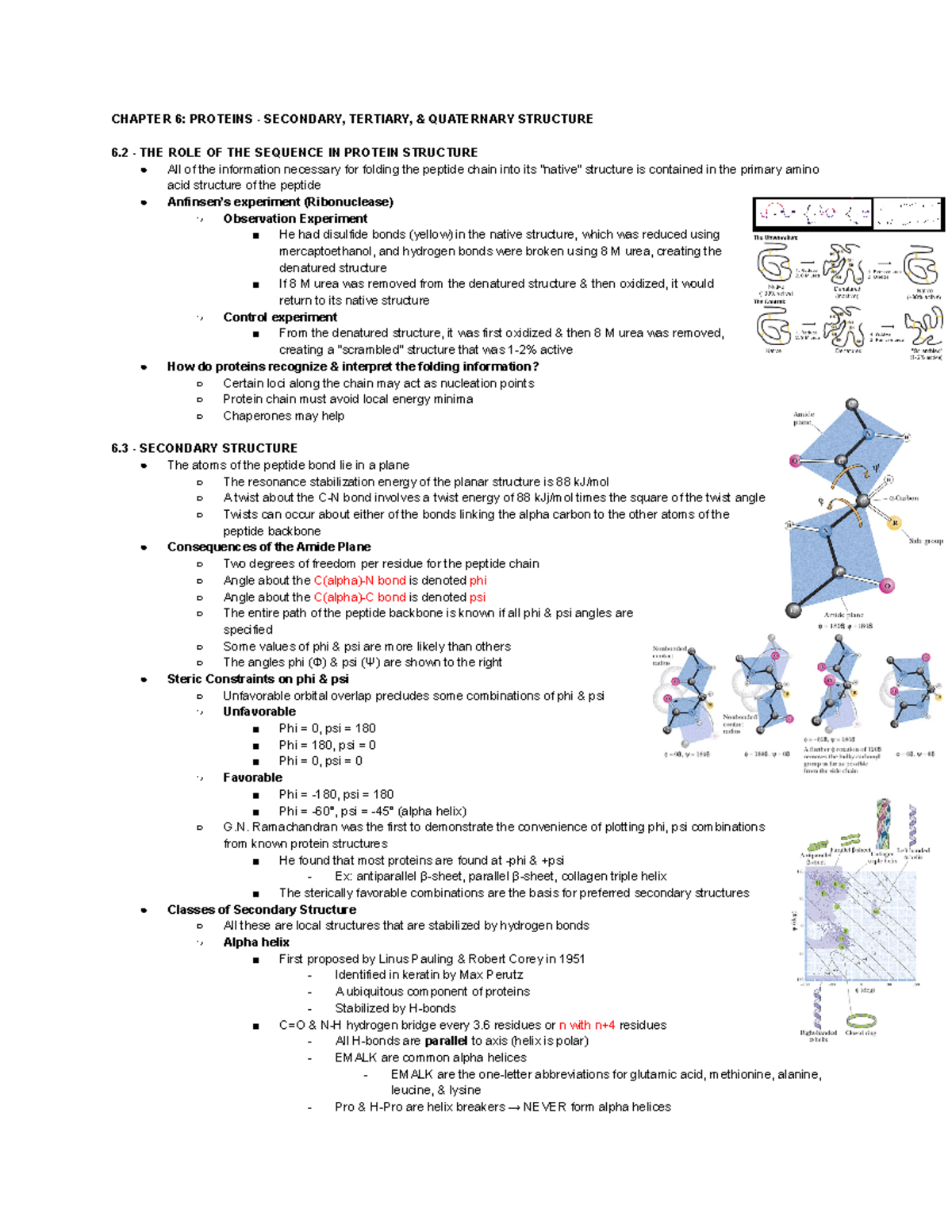 BCH 3033 Chp 6 Notes - CHAPTER 6: PROTEINS - SECONDARY, TERTIARY ...