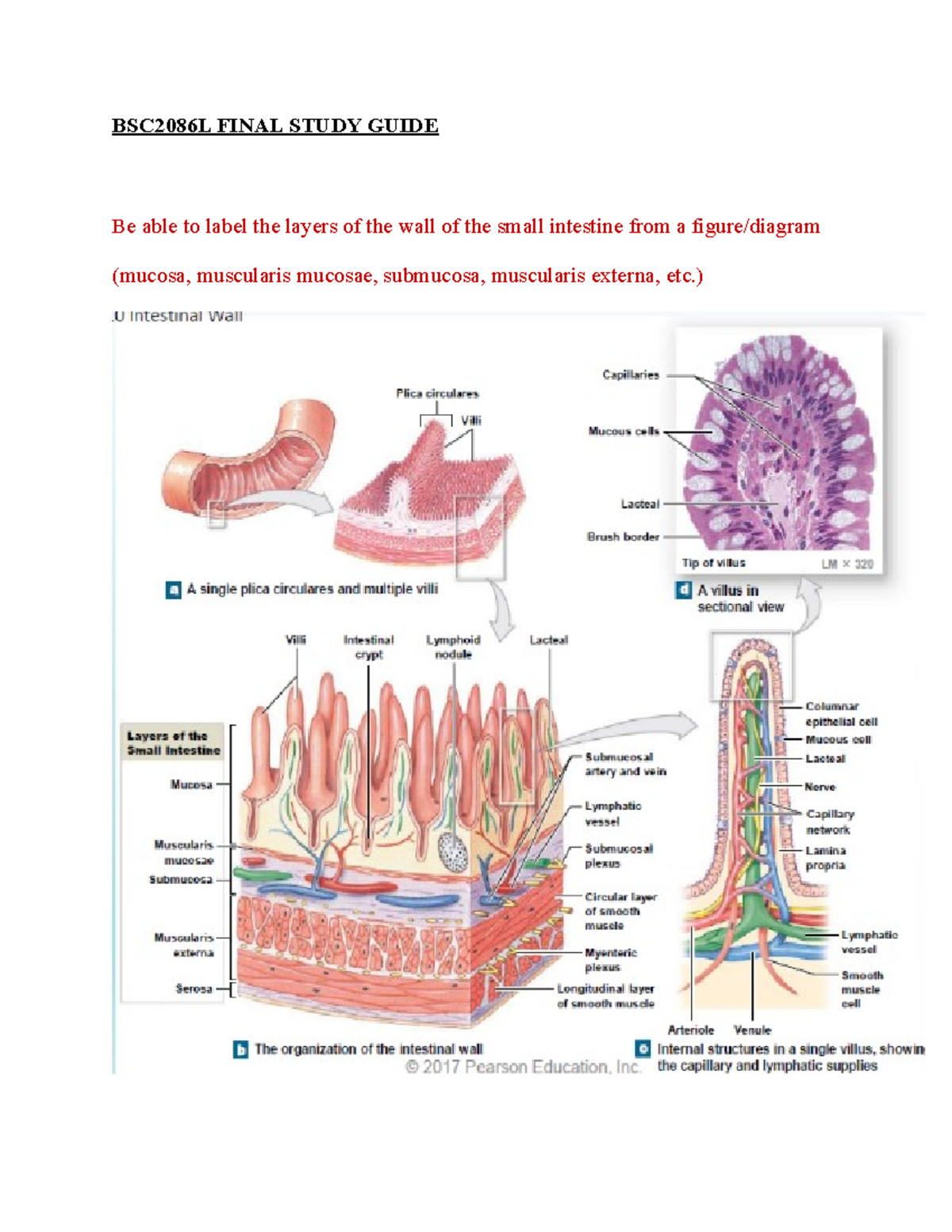 BSC Final Study Guide - BSC2086L FINAL STUDY GUIDE Be able to label the ...