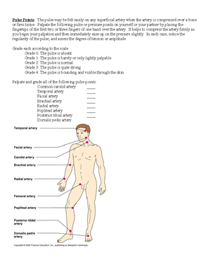Pulse Point for lab - Pulse Points: The pulse may be felt easily on any ...