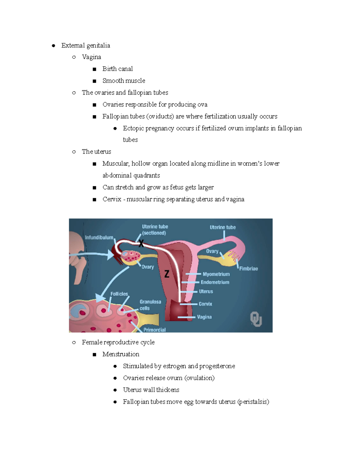 Obgyn and Respiratory System - External genitalia Vagina Birth canal ...