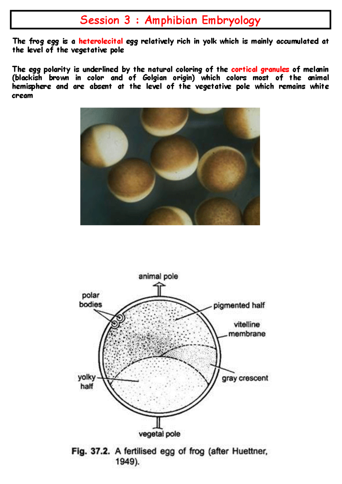 B2207 Amphibians and Chicken - Session 3 : Amphibian Embryology The ...