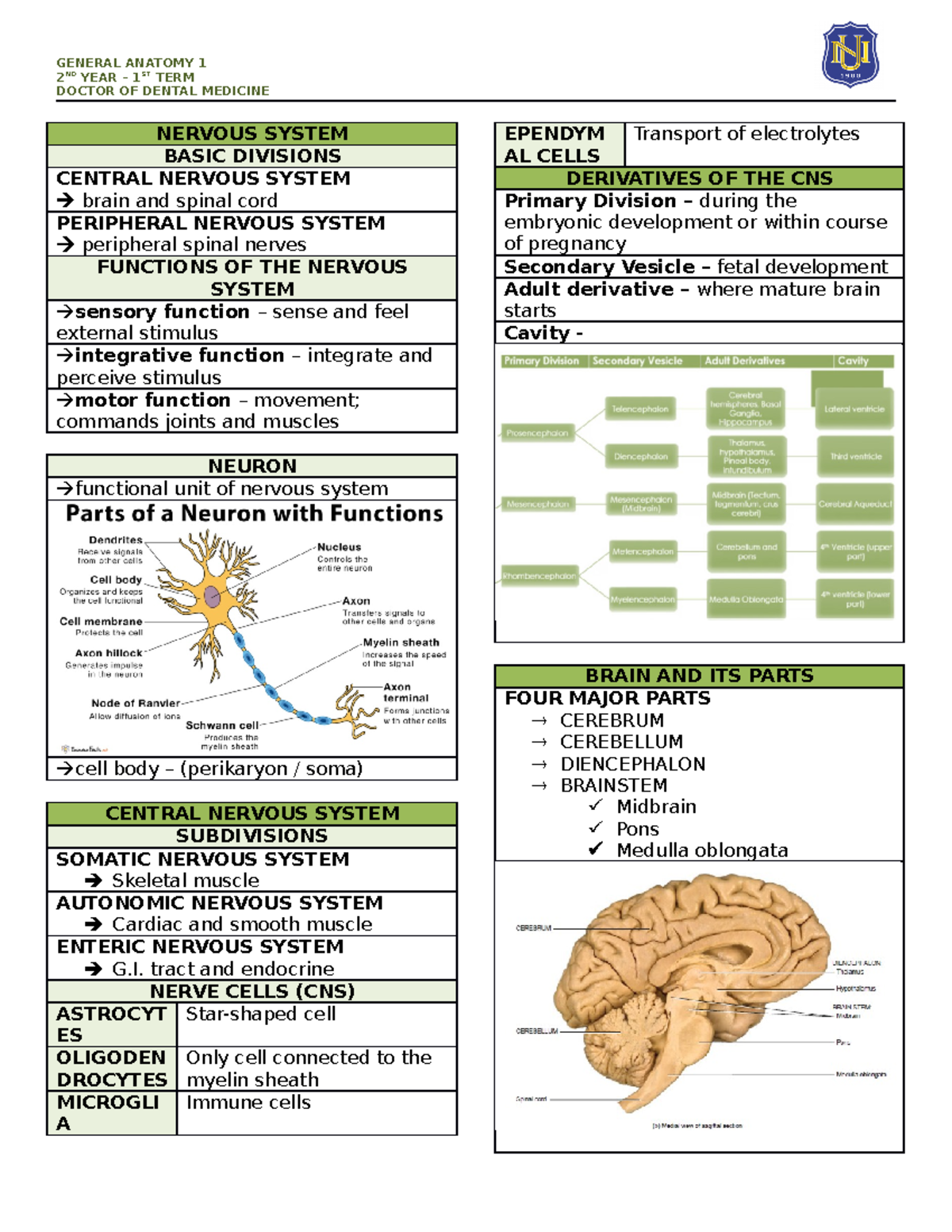 Lesson 5 - Nervous System - 2 ND YEAR – 1ST TERM DOCTOR OF DENTAL ...