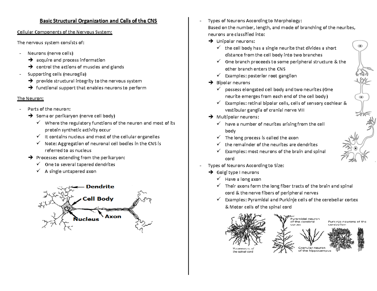 Anatomy L1 - Basic Structural Organization and Cells of the CNS ...