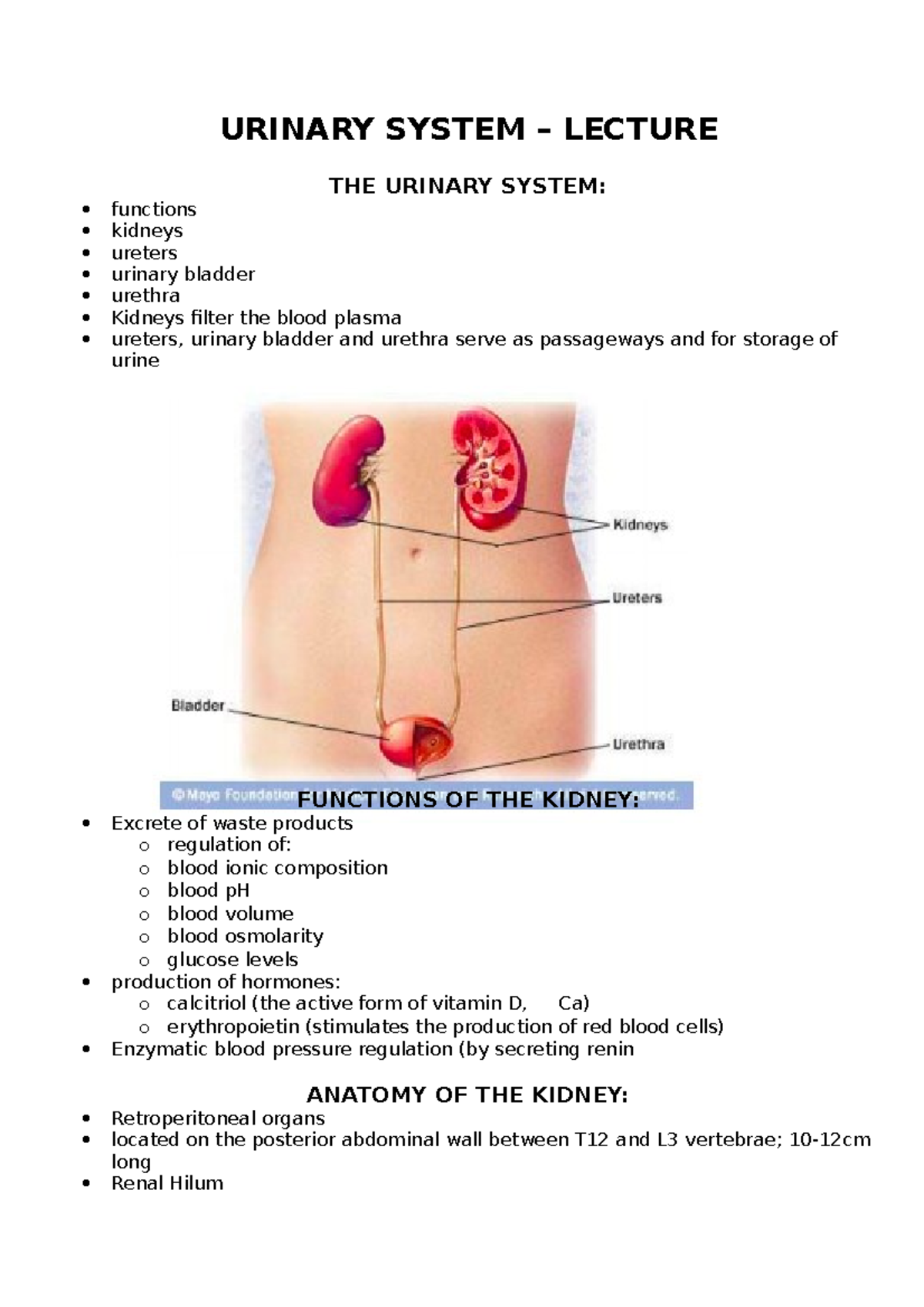 Urinary system - lecture - URINARY SYSTEM – LECTURE THE URINARY SYSTEM ...