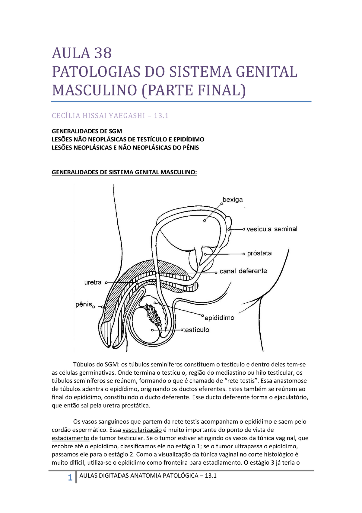 Genital Masculino Aula Patologias Do Sistema Genital Masculino Parte Final Cec Lia