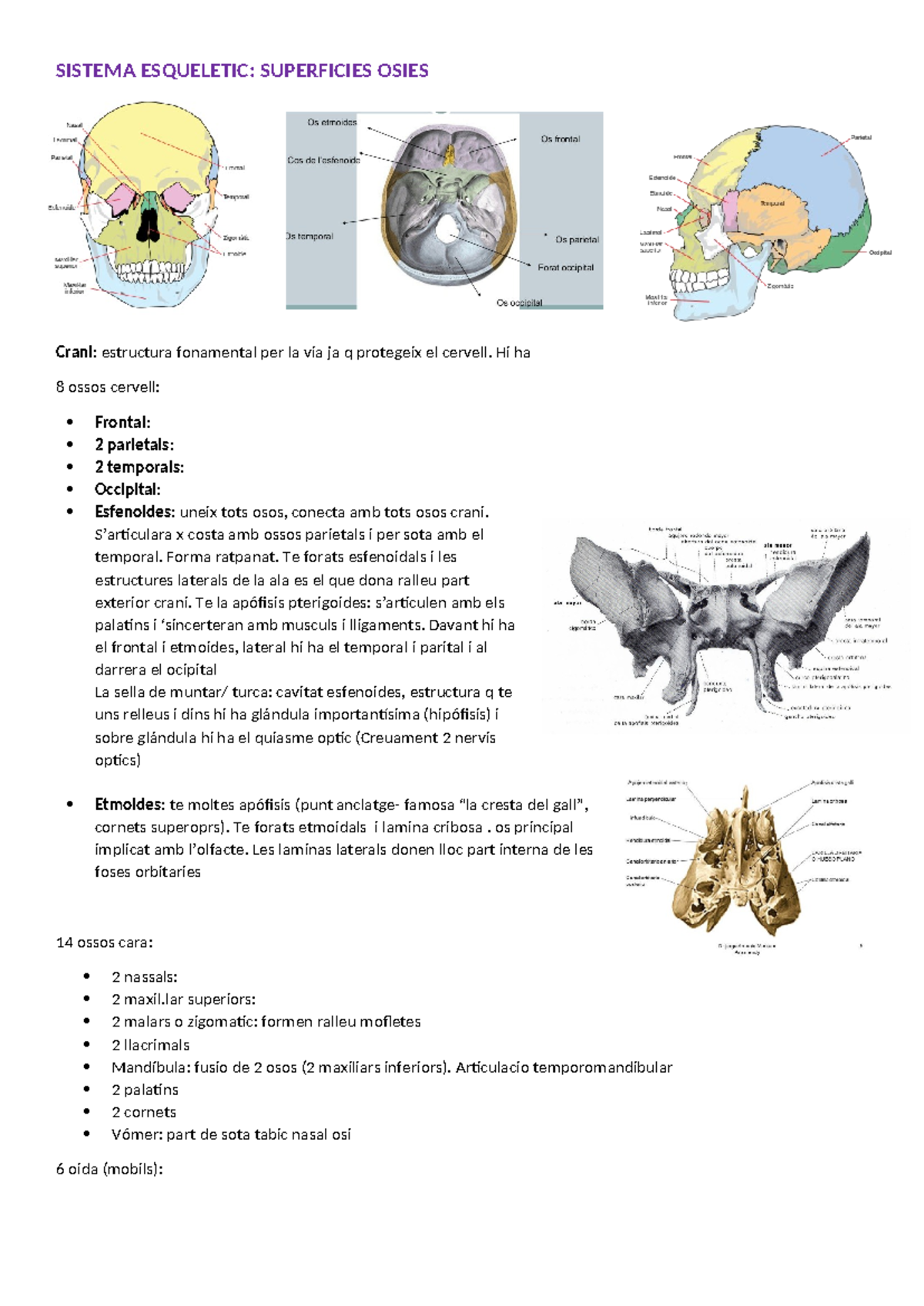 TEMA8 crani sist esqueletic - SISTEMA ESQUELETIC: SUPERFICIES OSIES ...