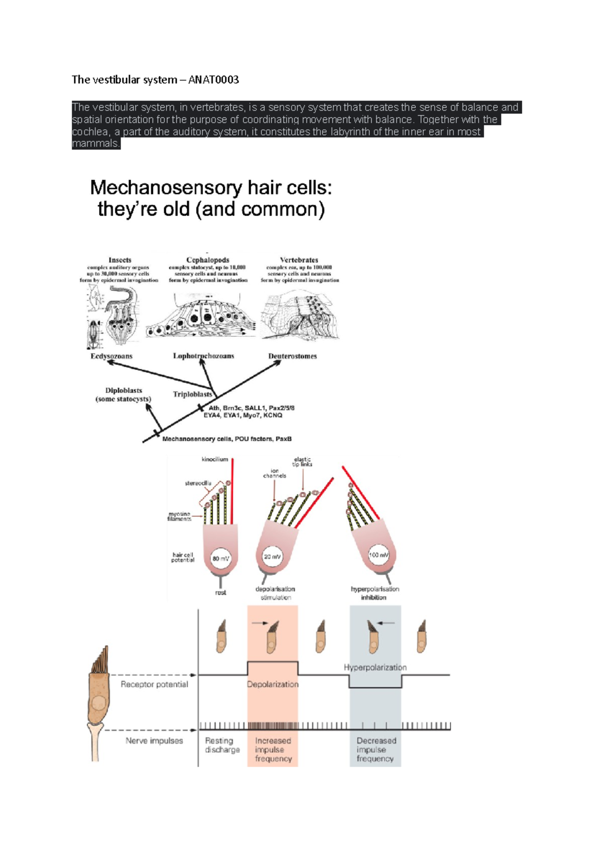 The vestibular system - ANAT0003 - UCL - Studocu