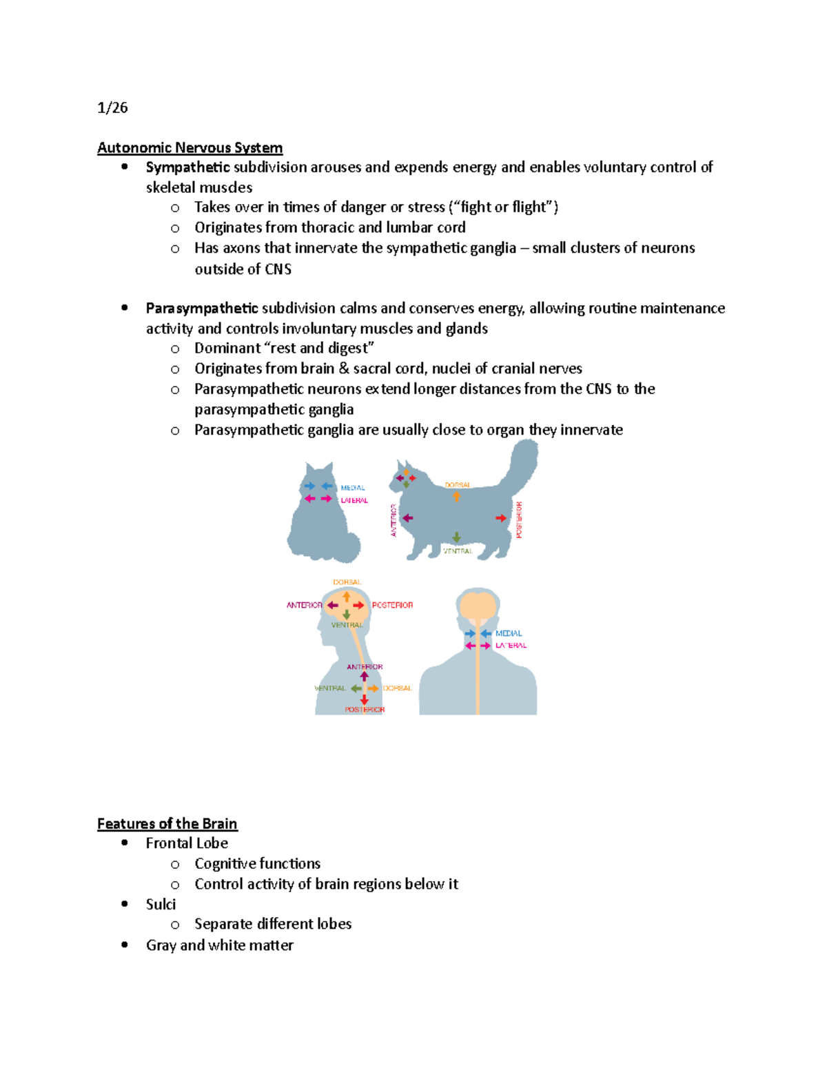 Neuroscience Lecture Notes - 1/ Autonomic Nervous System Sympathetic ...