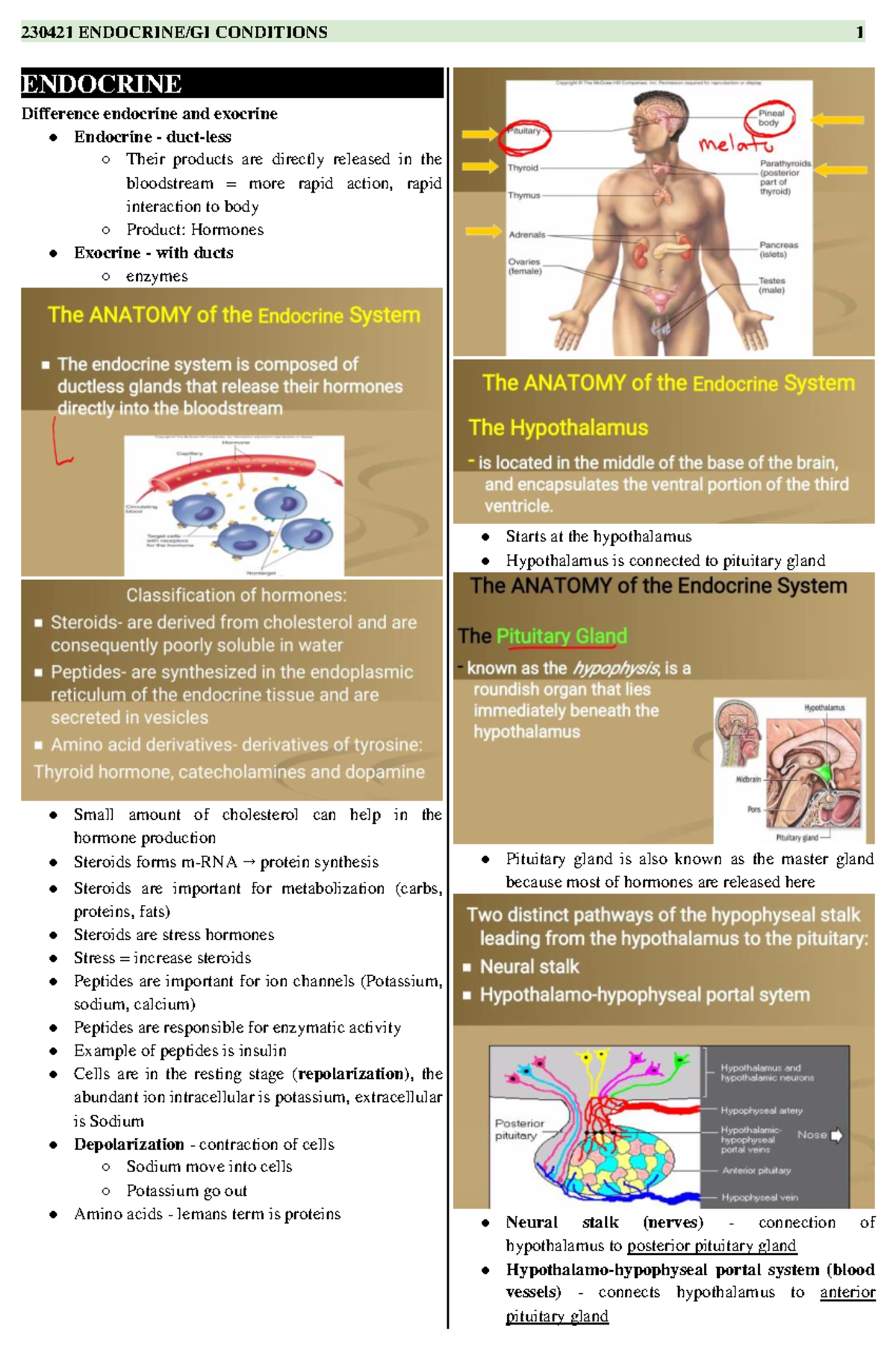 230421 Endocrine GI Conditions - ENDOCRINE. Difference endocrine and ...