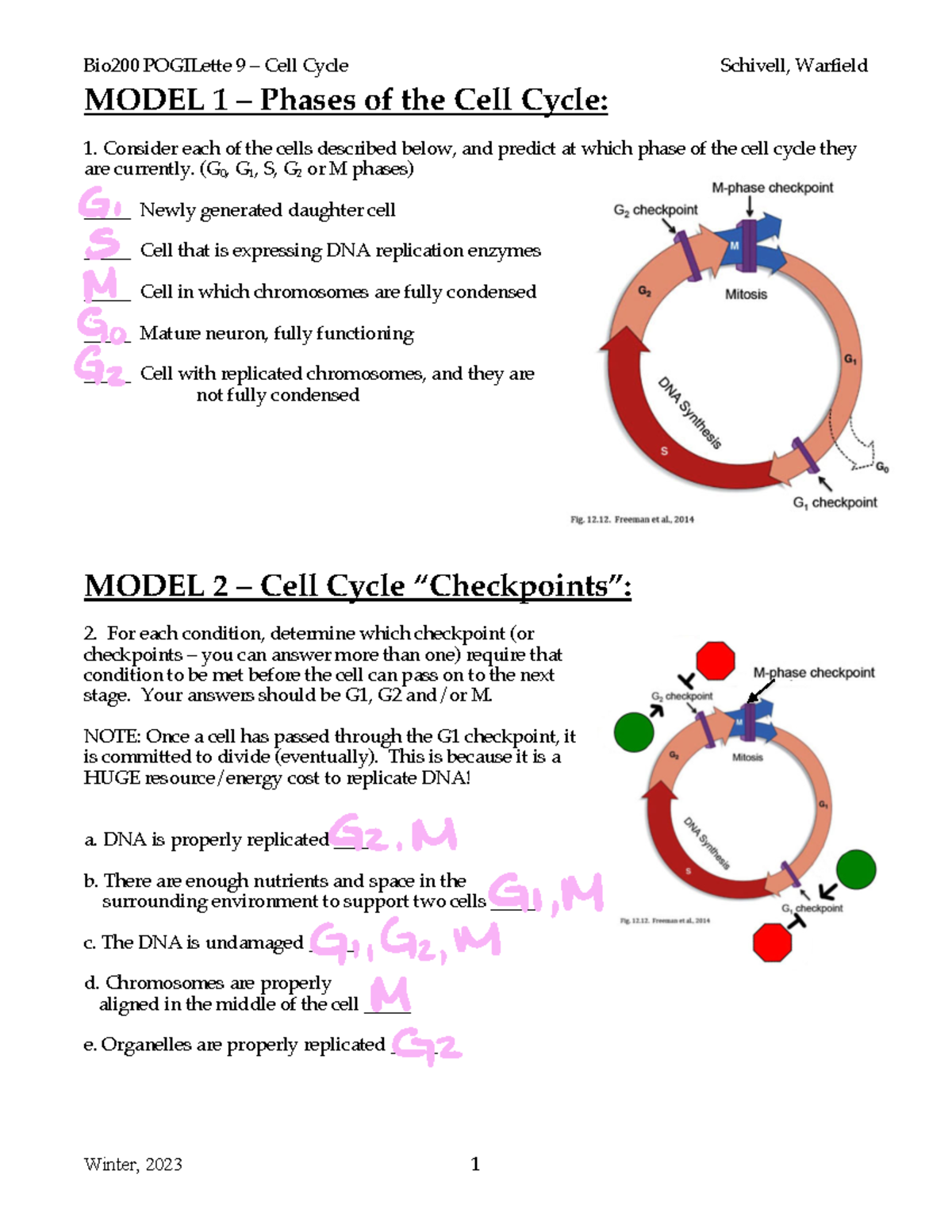 Pogil 9 Cell Cycle - Practice materials,, and terms to study along with ...