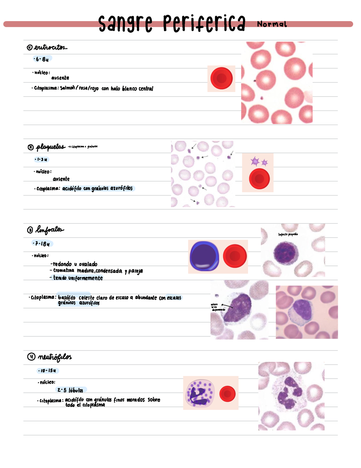 Resumen Sangre periférica al microscopio - Sangre periferica Normal eritrocitos 6- 84 núcleo: - StuDocu