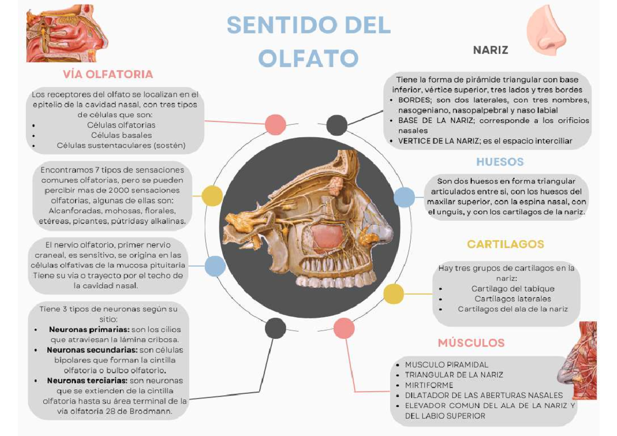 Mapa Mental olfato - Neurología - Studocu