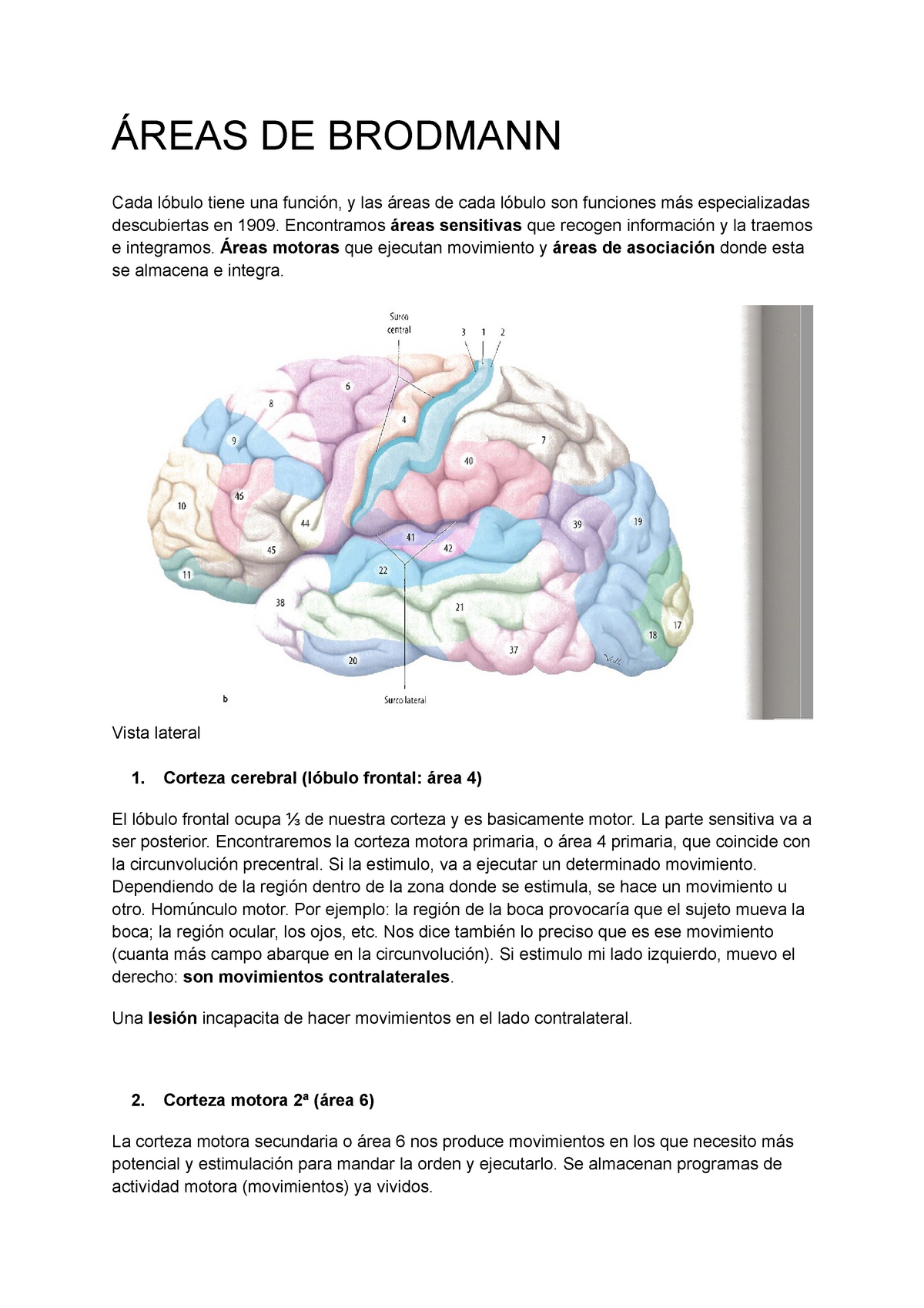 Tema 5.Areas De Brodmann. Localización Funcional De Corteza Cerebral ...