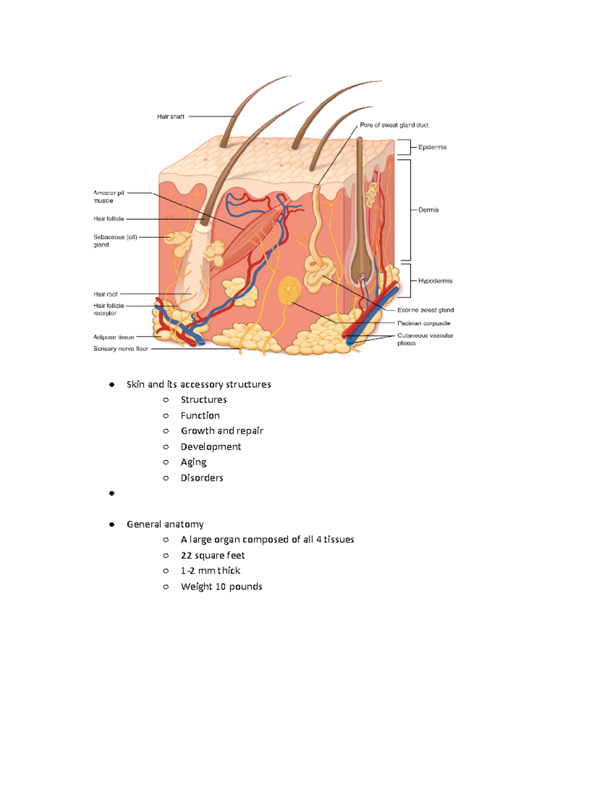 Chapter 5 integ - Skin and its accessory structures Structures Function ...