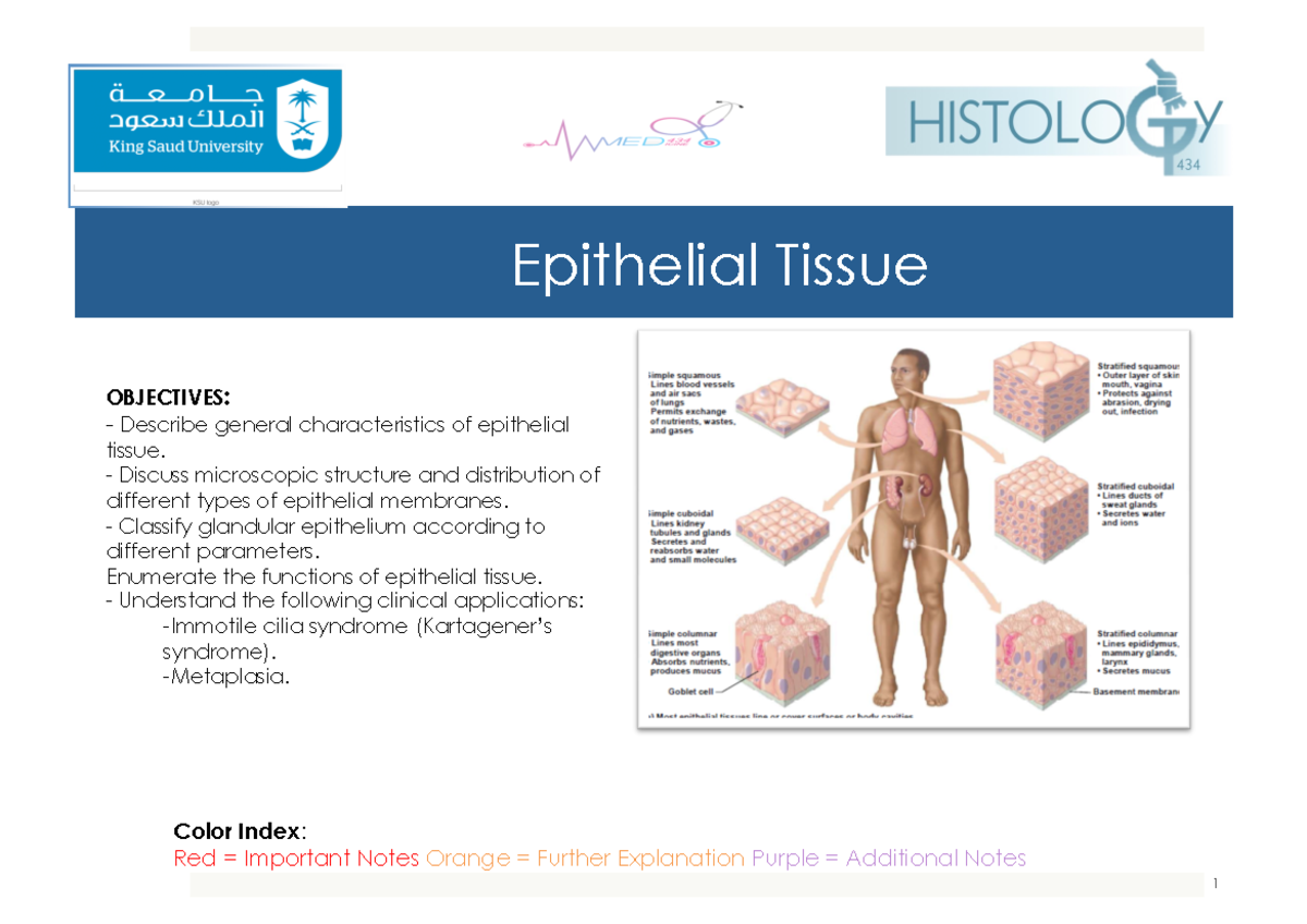 2 Epithelial Tissue Epithelial Tissue Color Index Red = Important