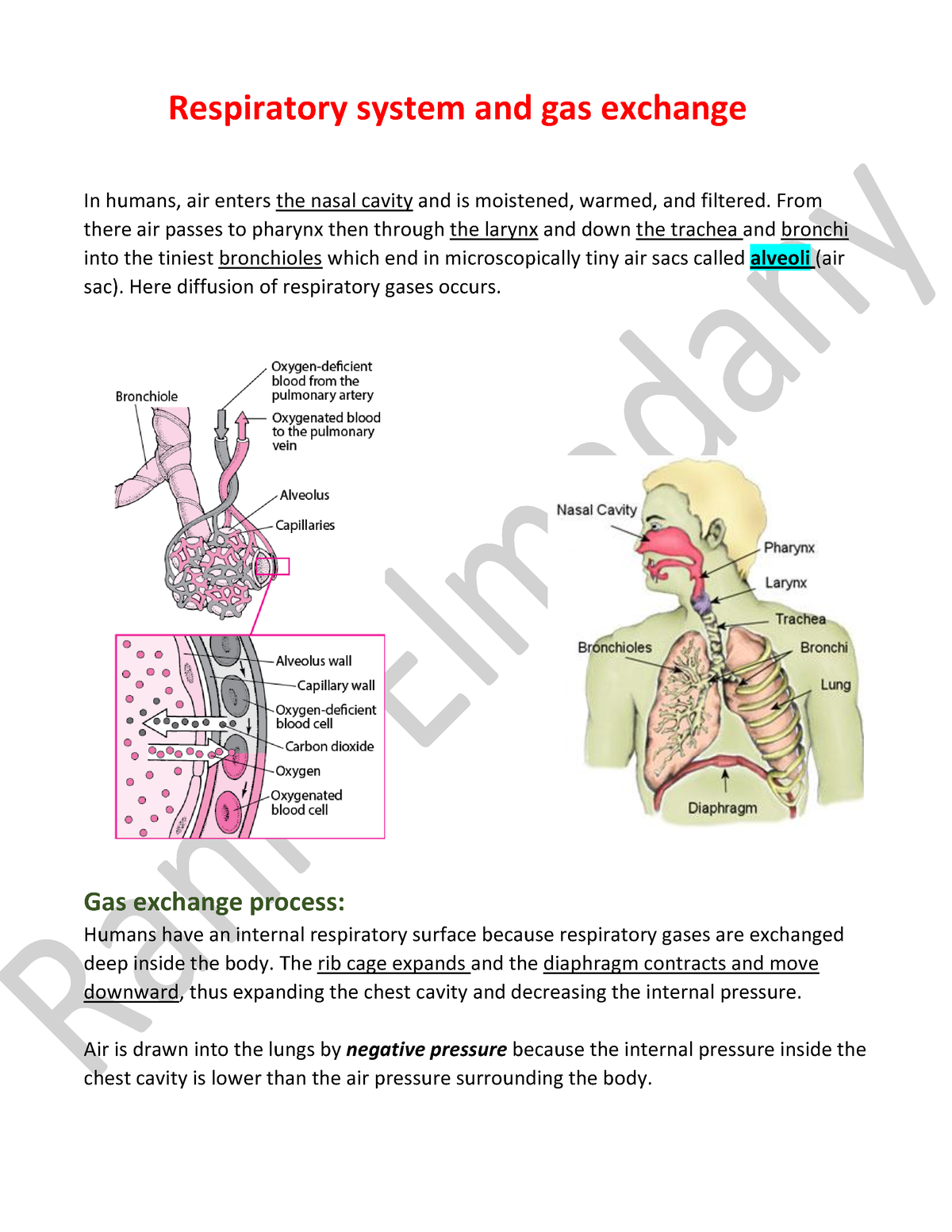 11- Respiratory System By R - Respiratory System And Gas Exchange In ...