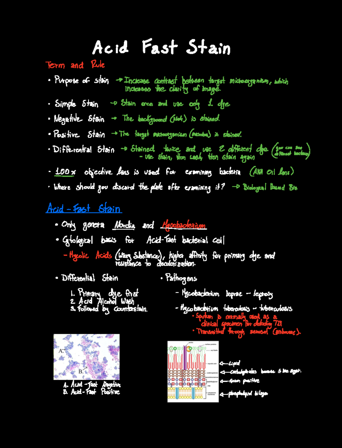 Acid Fast Stain - Microbiology Lab - Acid Fast Stain ####### Term and ...