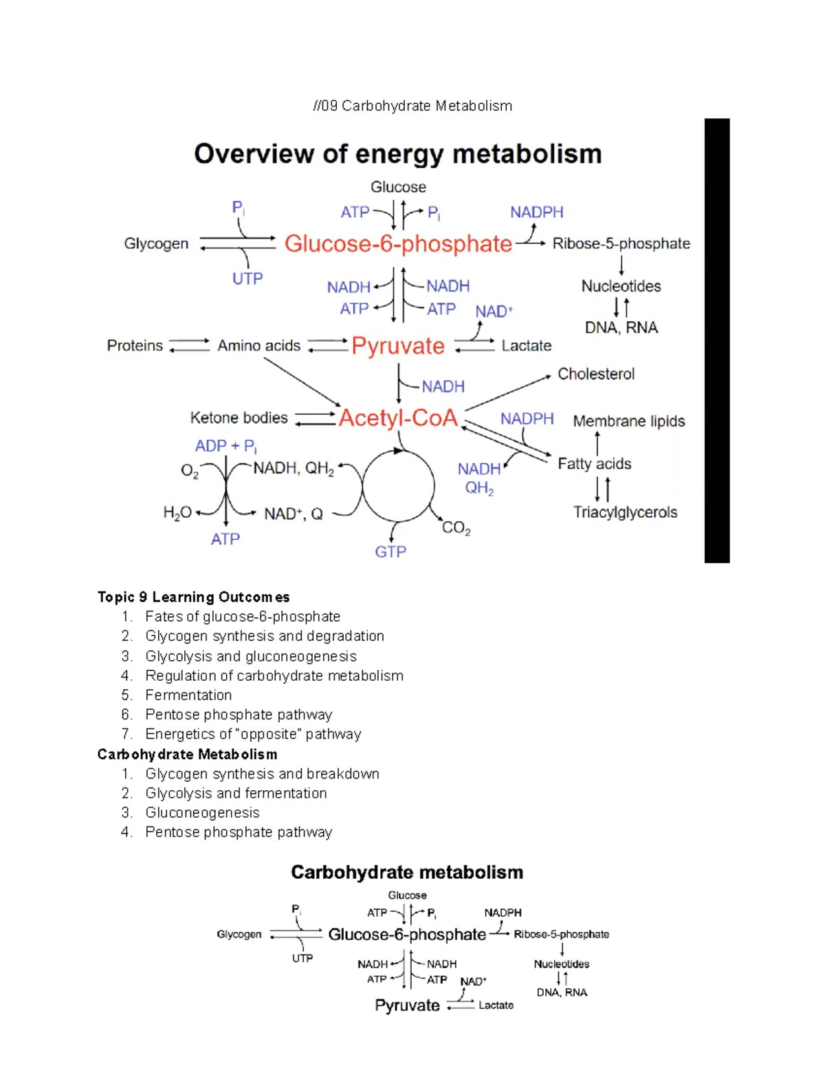 09 Carbohydrate Metabolism - //09 Carbohydrate Metabolism Topic 9 ...