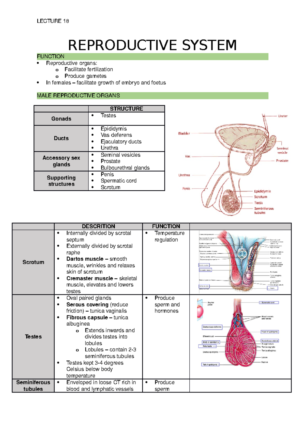L18 - REPRODUCTIVE SYSTEM - REPRODUCTIVE SYSTEM FUNCTION Reproductive ...