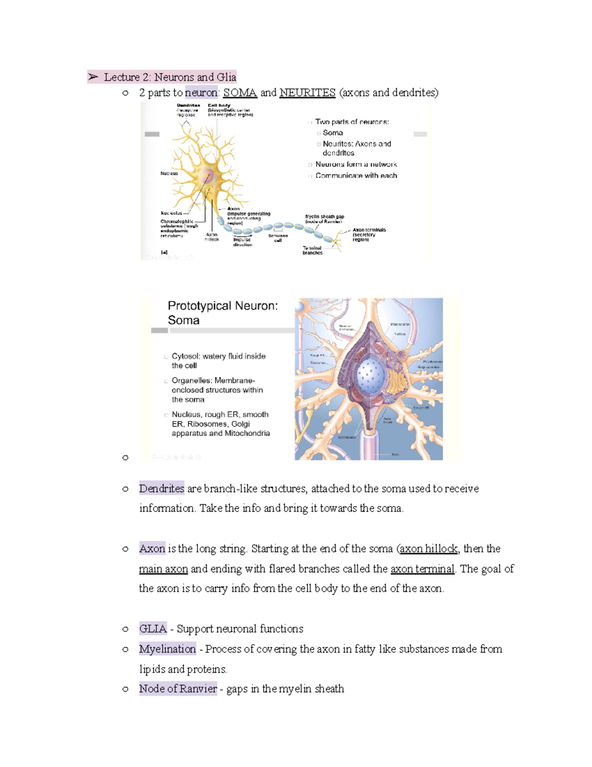 Psychopharmacology Notes - Lecture 2: Neurons and Glia 2 parts to ...