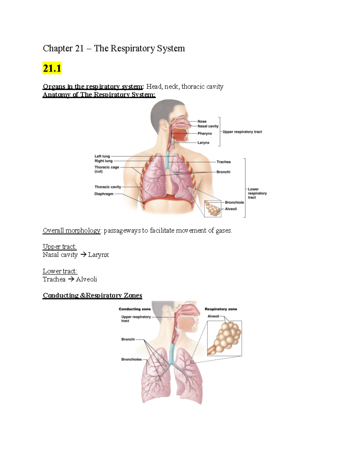 Study guide - Exam 3 - Chapter 21 – The Respiratory System 21. Organs ...