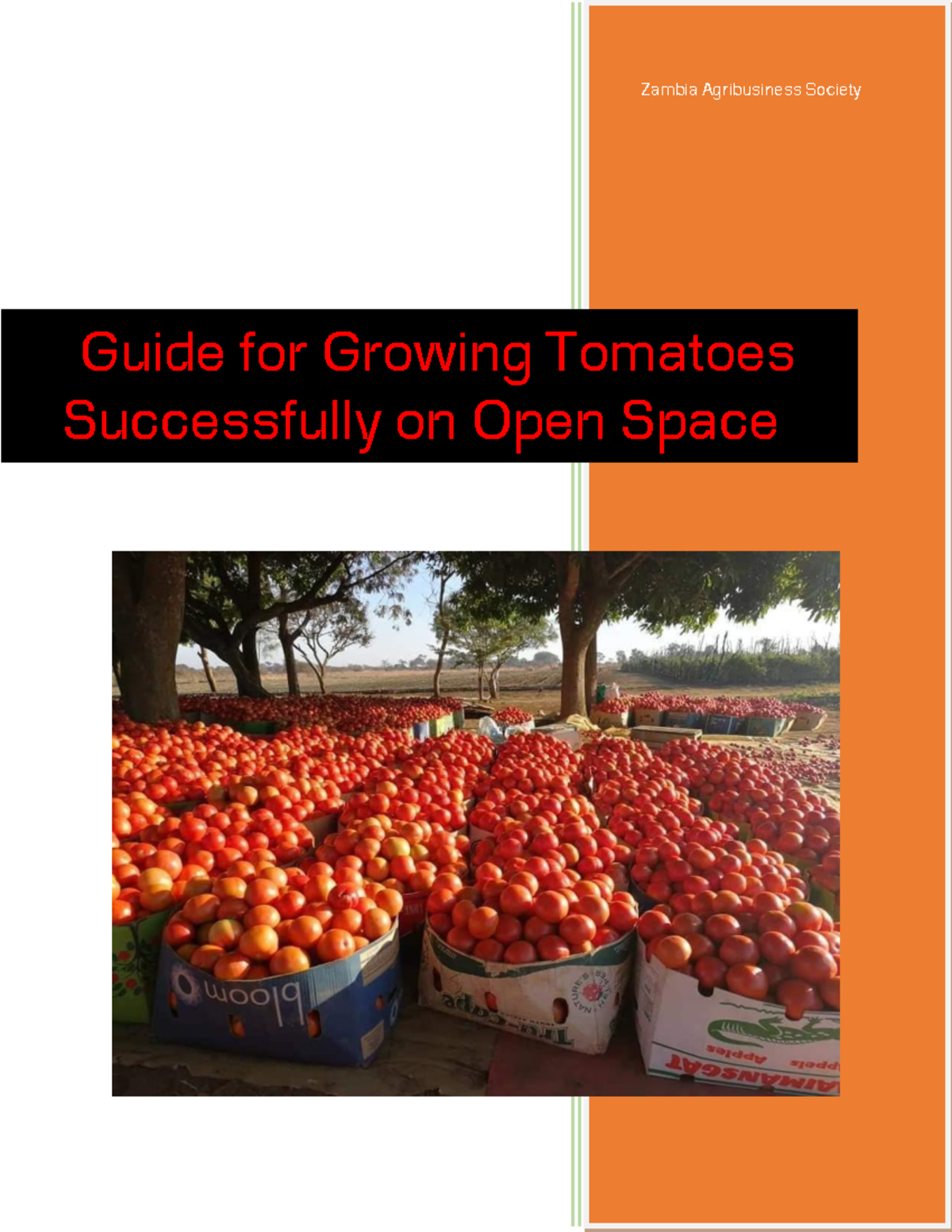 Guide for growing tomatoes successfully on open space zas [Zambia