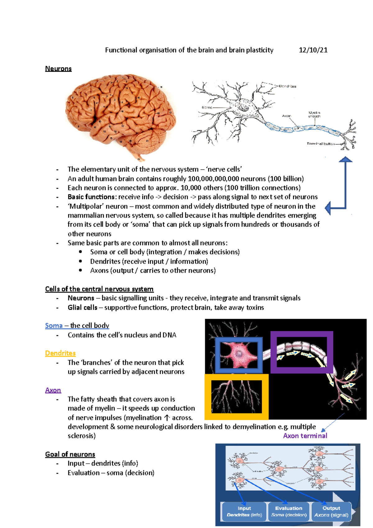 Functional organiastion of brain and brain plasticity (week 2 ...