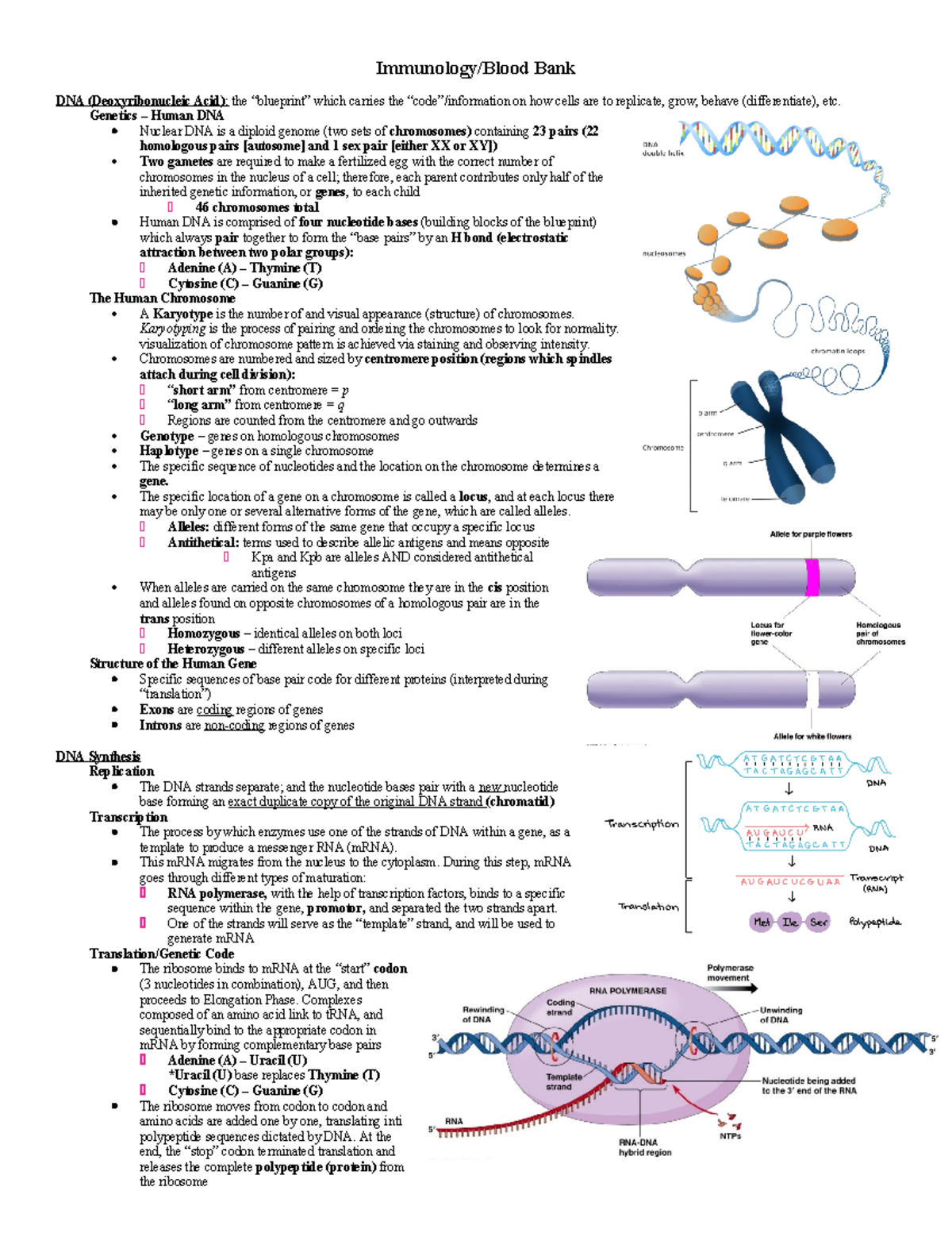 Immunology BB notes - Immunology/Blood Bank DNA (Deoxyribonucleic Acid ...
