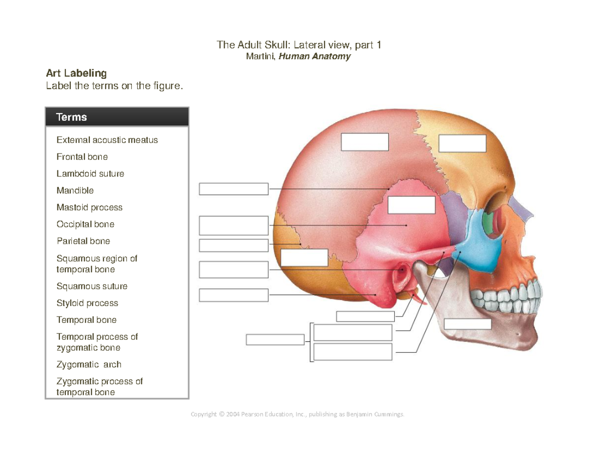 6 The Adult Skull Lateral view part 1 - Term List (10) External ...