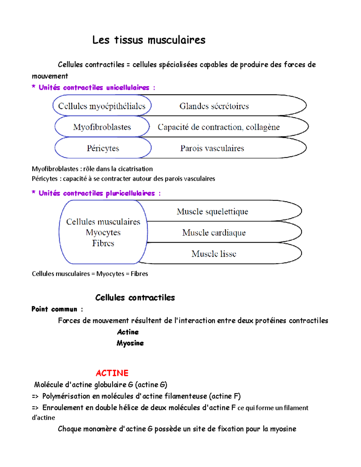 Le Muscle Squelettique Cours Bac Science