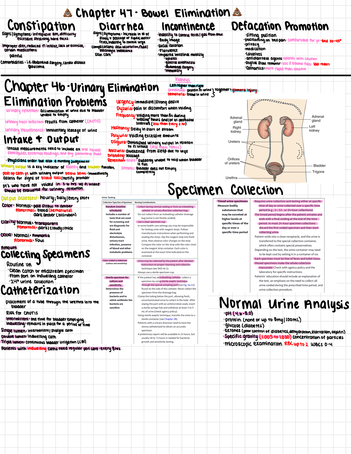 Urinary Elimination - Notes From Powerpoint And Textbook In One Place ...