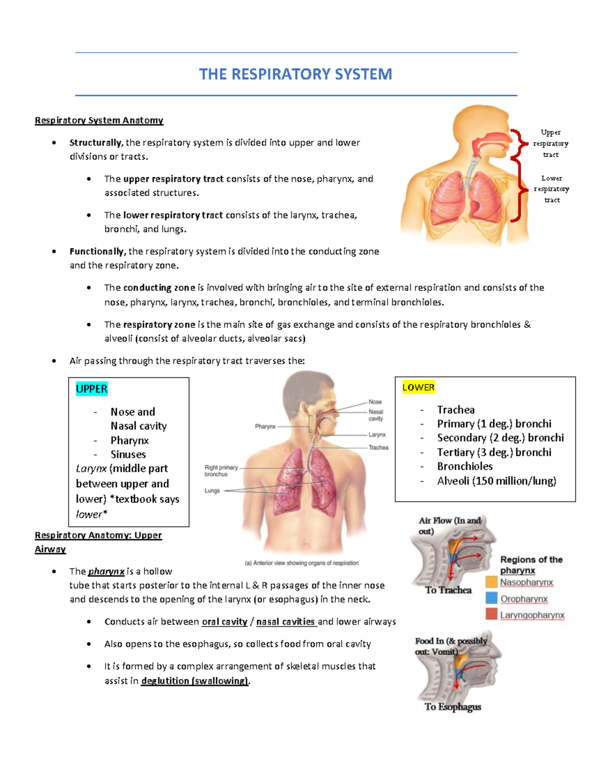 The Respiratory System - THE RESPIRATORY SYSTEM Respiratory System ...