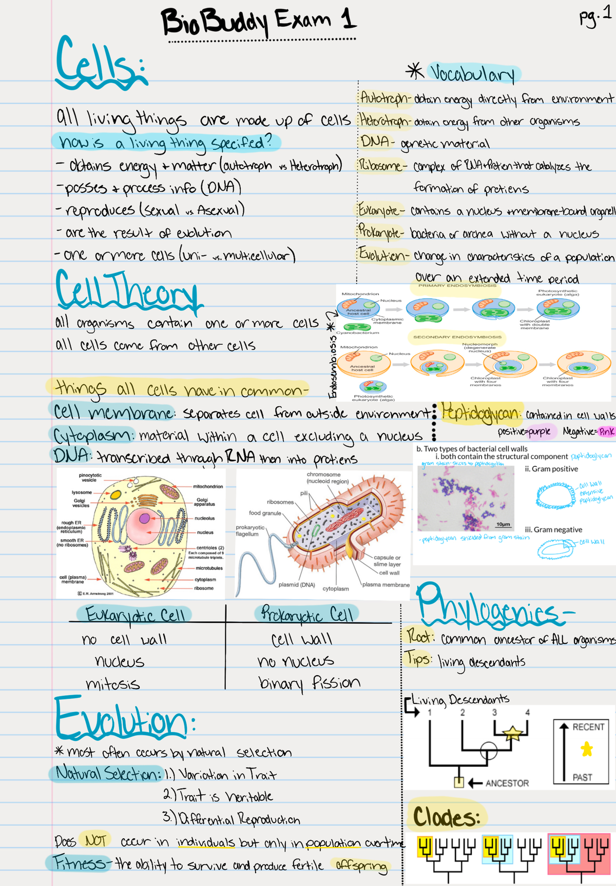 Bio Buddy exam1 - BIO148 - Studocu