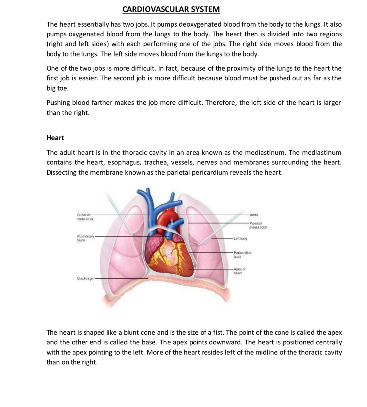 Cardiovascular system - Humman Antomy And physiology - Studocu