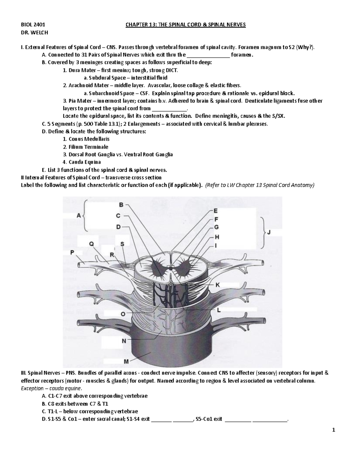 BIOL 2401 Chapter 13 - 1 BIOL 2401 CHAPTER 13: THE SPINAL CORD & SPINAL ...