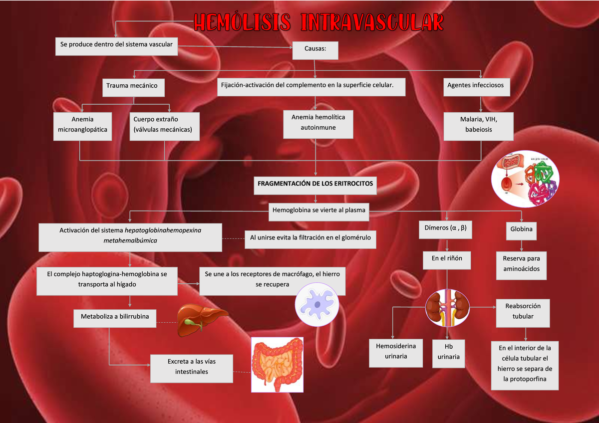 Hemolisis 2do - RESUMEN DE HEMATOLOGÍA - Rodak's Hematology - Se