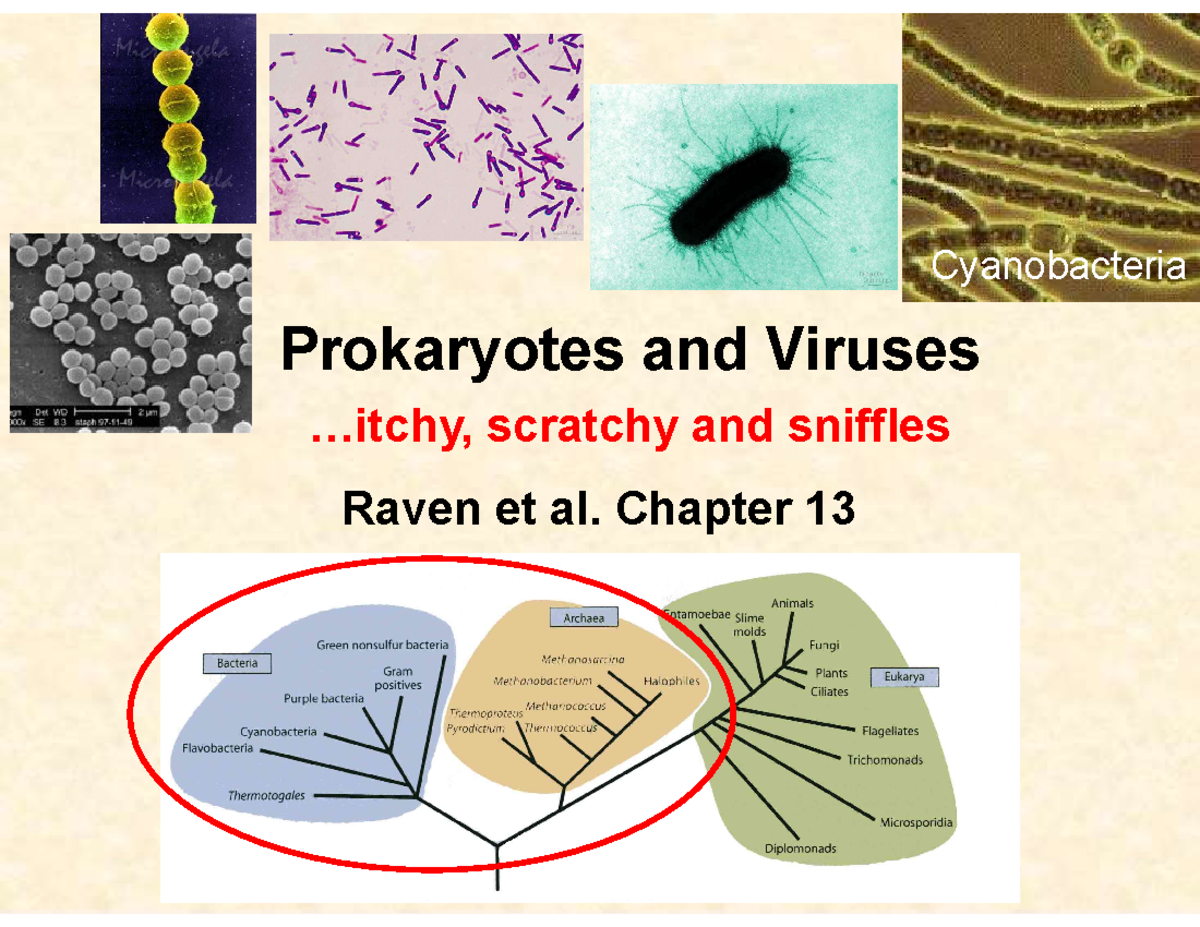 Lecture 3 Prokaryotes BIO2137 2024 - Prokaryotes and Viruses ...