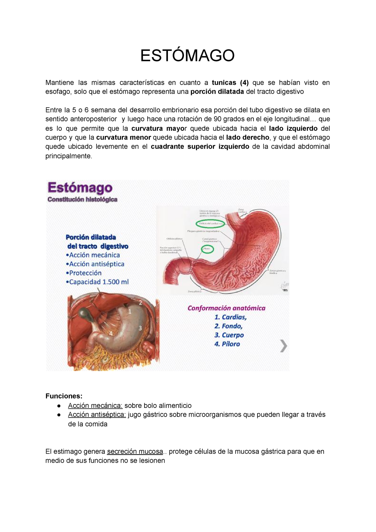 histología del fondo del estómago