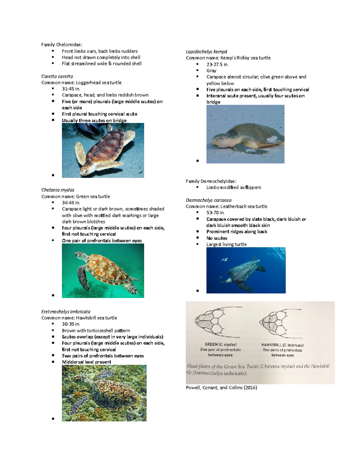 Sea Turtles and Alligator - Family Cheloniidae: Front limbs oars, back ...