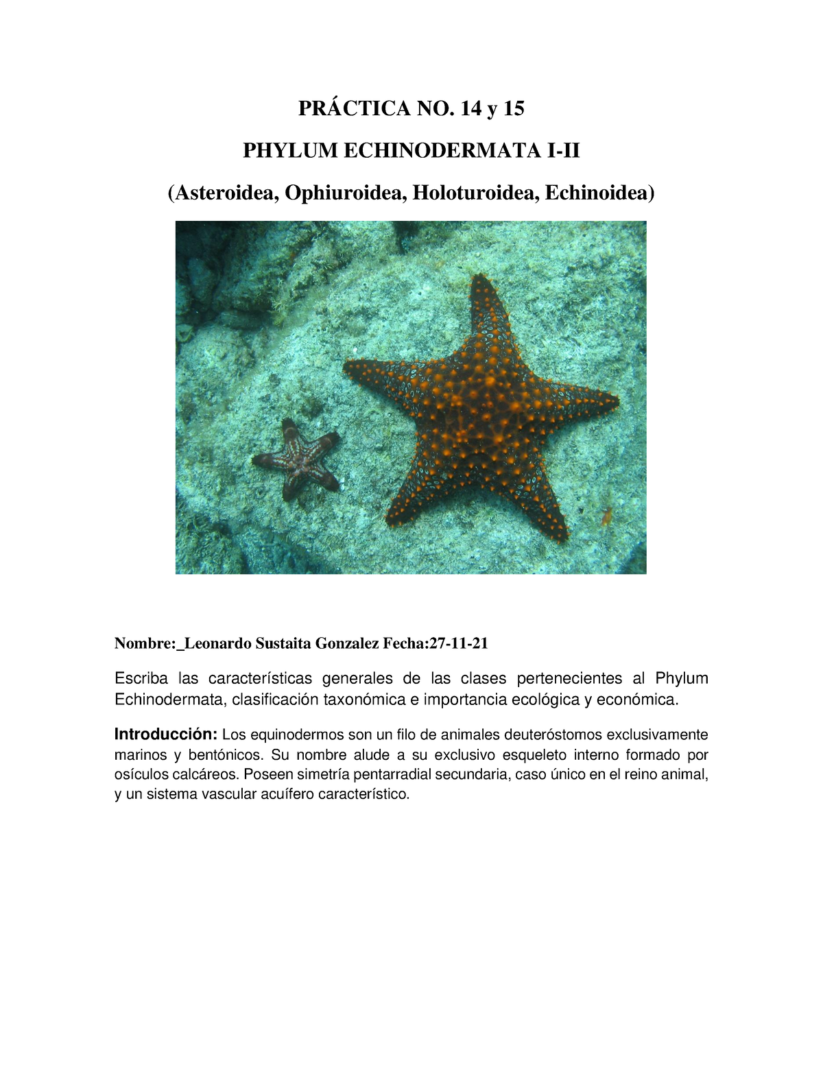 Echinodermata Práctica 14 Y 15 - PRÁCTICA NO. 14 Y 15 PHYLUM ...