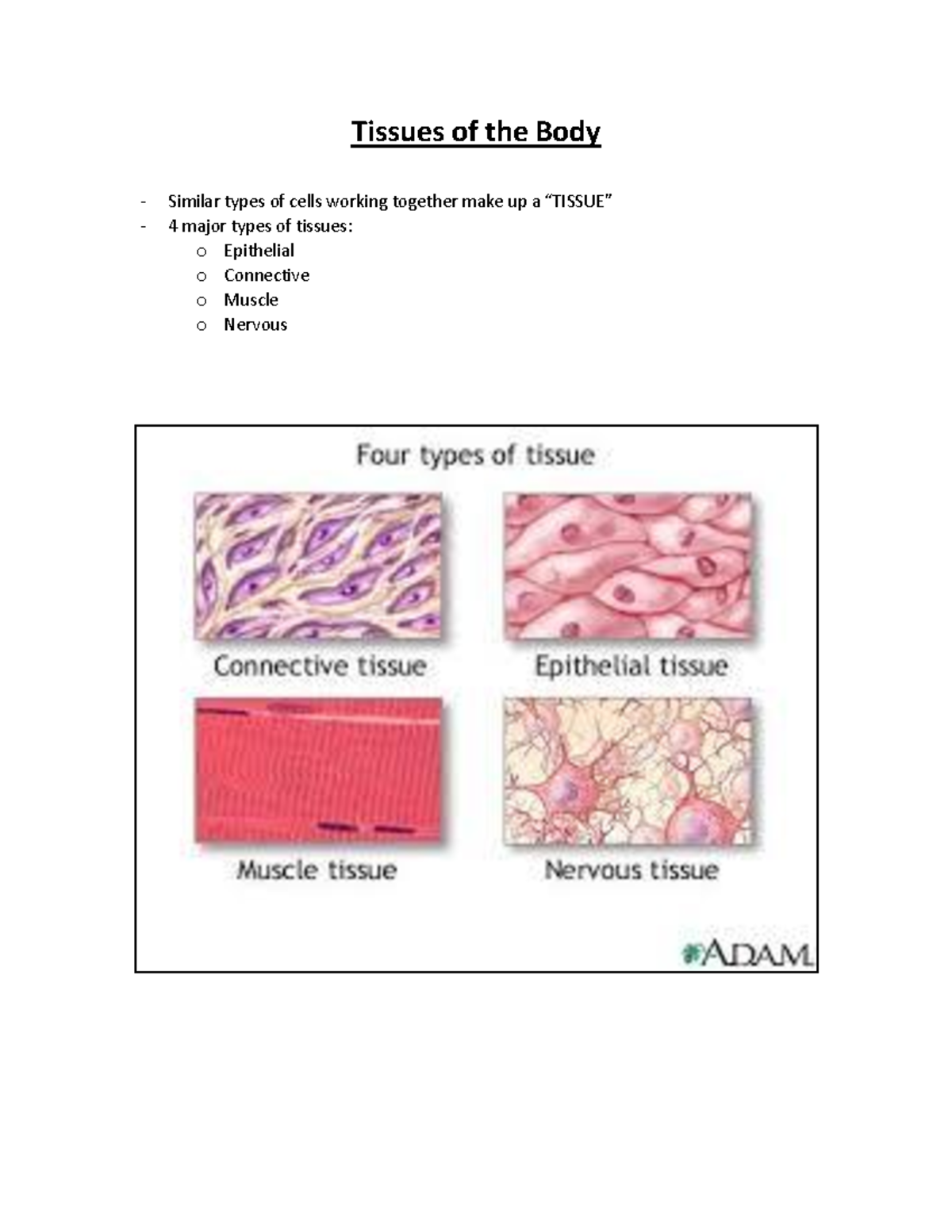 Cell Patho - SUPP - Tissues - Warning: TT: undefined function: 22 ...