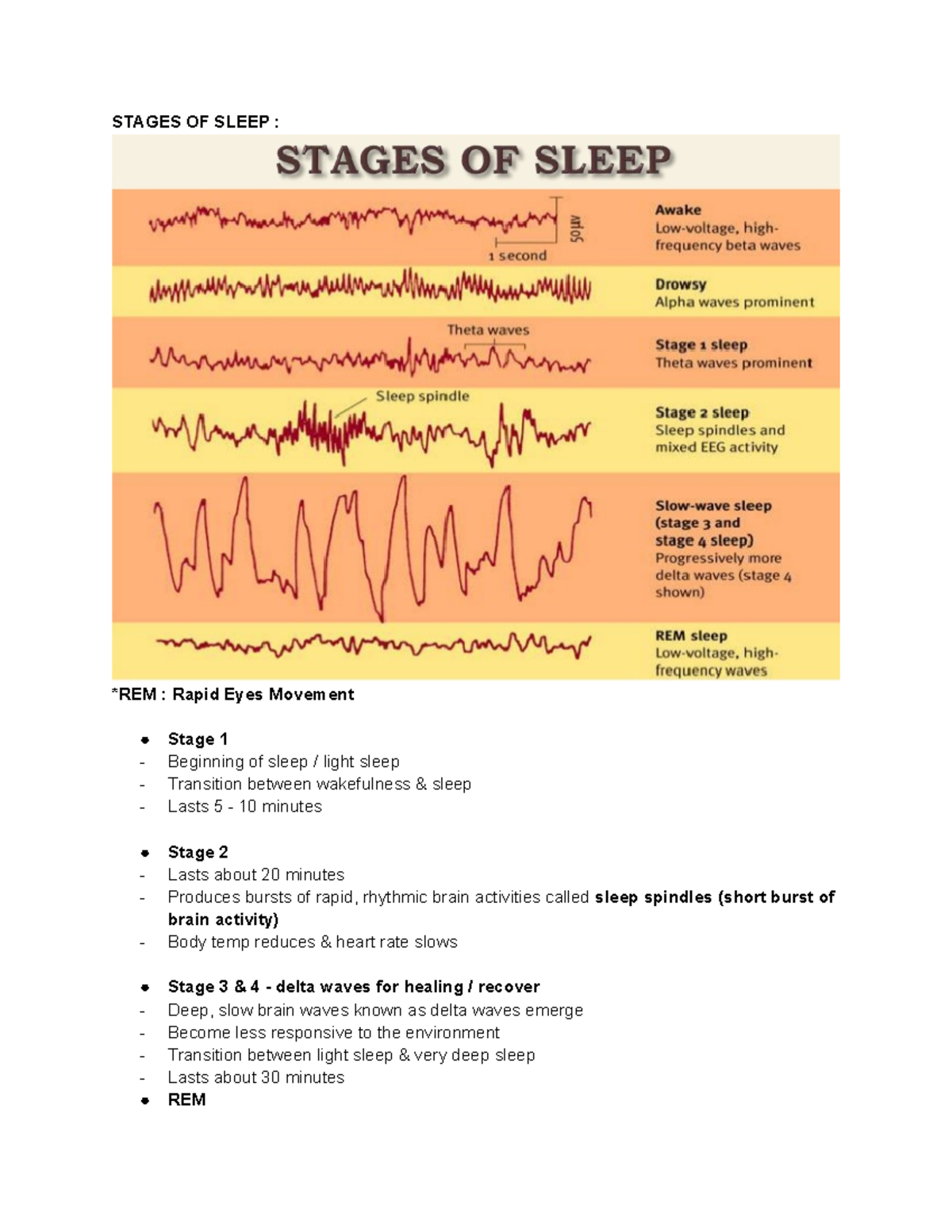 Sleep & Dreaming Dement & Kleitman STAGES OF SLEEP *REM Rapid